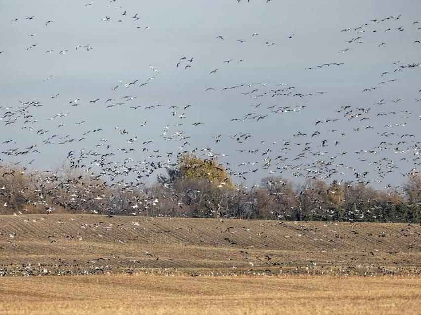 Snow geese landing in a North Dakota field